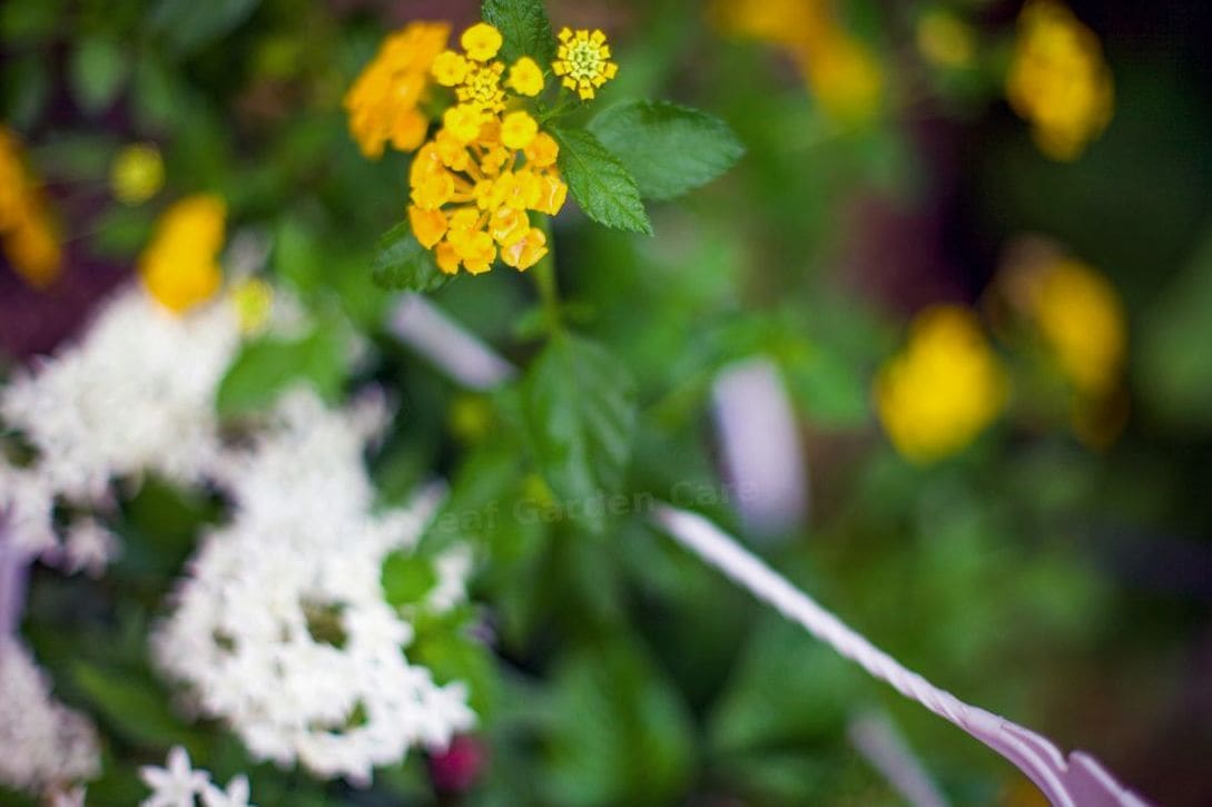 Spring Garden Prep: Simple Steps for a Healthier Yard