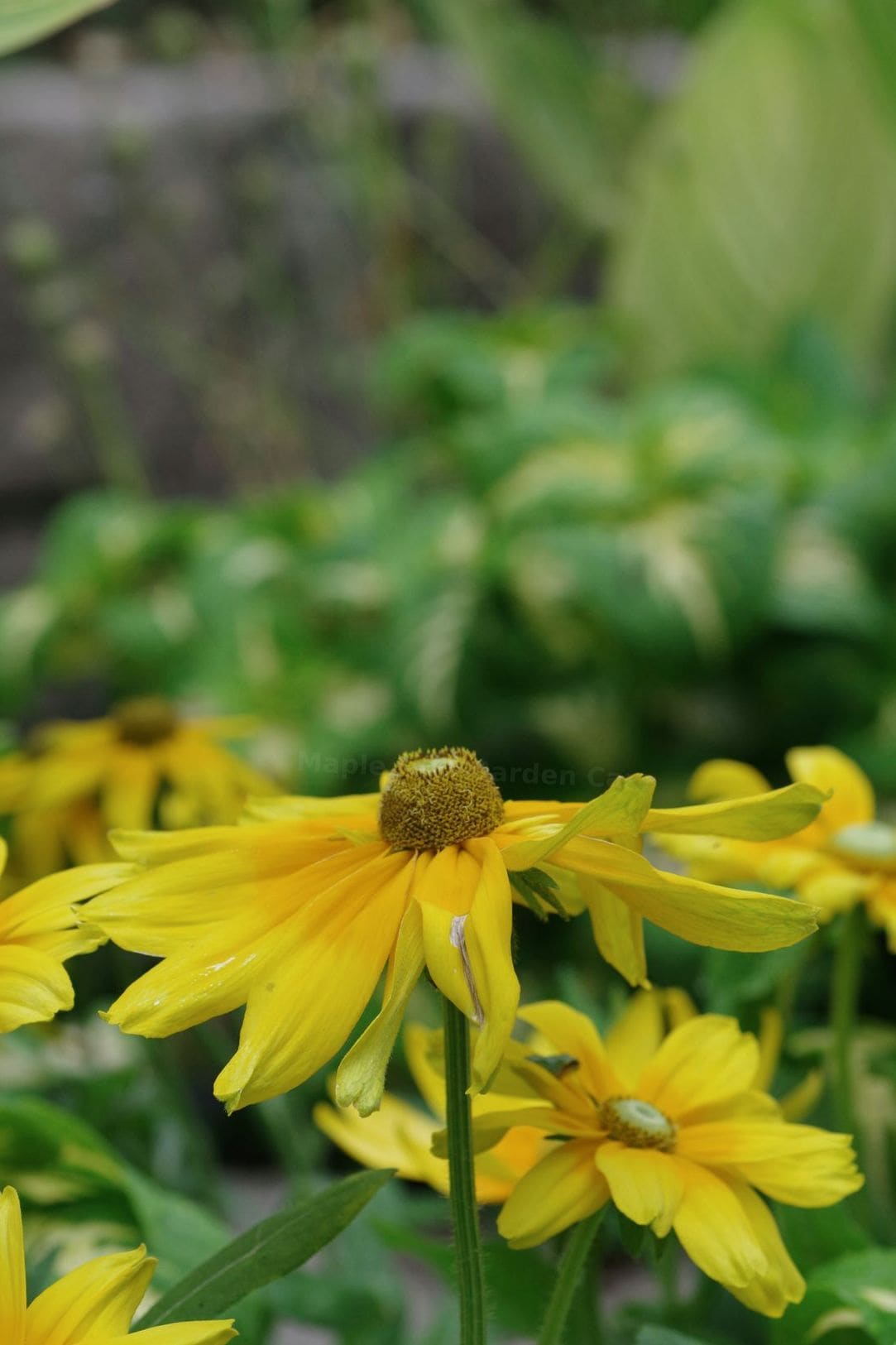 Choosing the Right Plants for a Low-Maintenance Garden