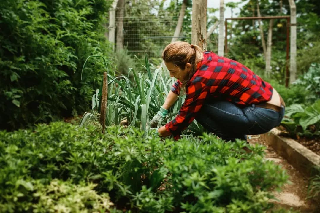 Seasonal cleanups and leaf removal